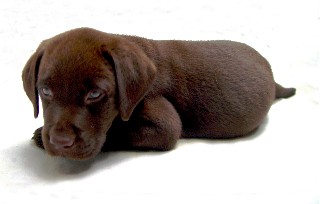 Chocolate lab Brooker