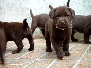 Chocolate Lab 6