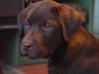 Chocolate Labrador Howkeye