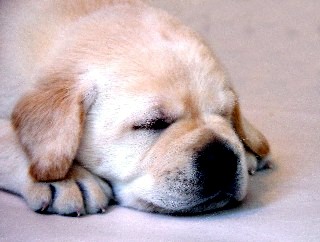 Sleeping Yellow Puppy